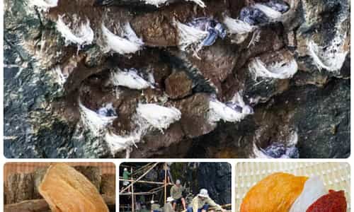 YẾN SÀO NHA TRANG - NIỀM TỰ HÀO CỦA VÙNG BIỂN XINH ĐẸP