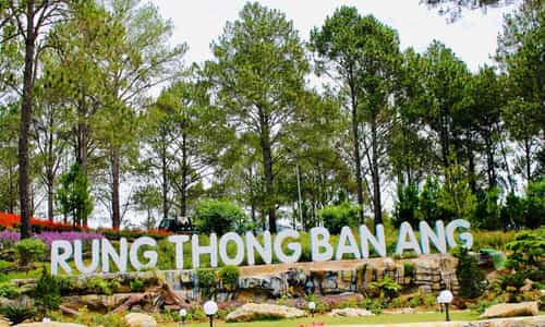 Đắm Mình Trong Không Gian Tĩnh Lặng Của Rừng Thông Bản Áng