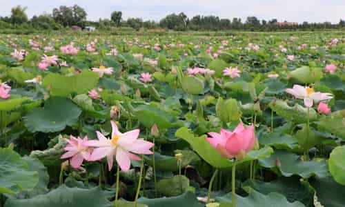 Experience the Peace and Beauty of Dong Sen Thap Muoi Eco-Tourism Site