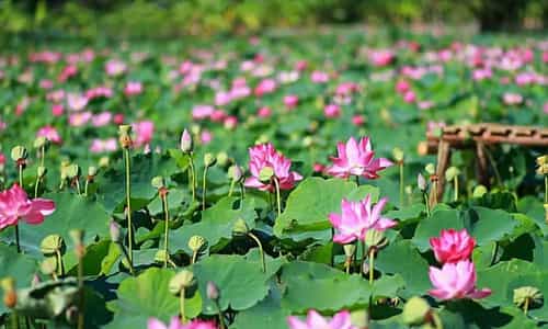Khu du lịch sinh thái Đầm Sen Tháp Mười