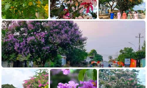 SẮC HOA GIỮA LÒNG PHỐ NÚI PLEIKU - GIA LAI