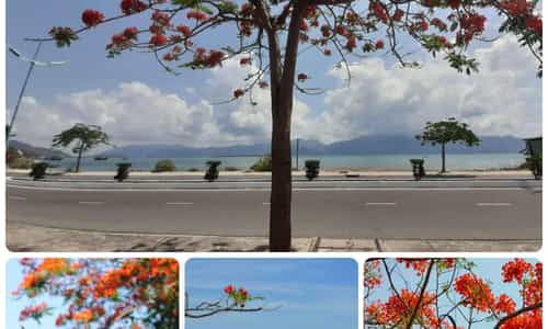 RỰC RỠ SẮC HOA PHƯỢNG ĐỎ Ở NHA TRANG