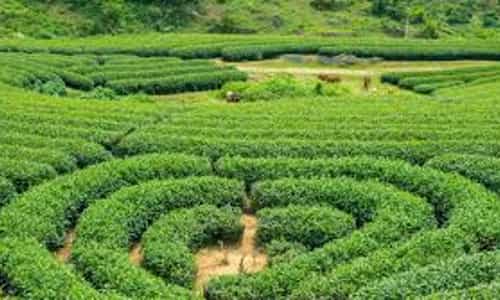 Khám Phá Vẻ Đẹp Tình Yêu Từ Đồi Chè Trái Tim