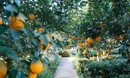 Moc Chau Orange Gardens - The Source of Inspiration for Stunning Photos