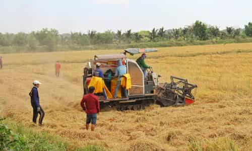 Mùa Gặt và Hương Vị Đặc Sản Miền Quê