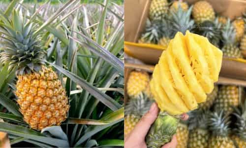 Dứa Đồng Giao – Thức Quà Tuyệt Vời Từ Vùng Đất Tam Điệp