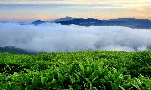 ĐỒI CHÈ CẦU ĐẤT - ĐỊA ĐIỂM SĂN MÂY LÝ TƯỞNG TẠI ĐÀ LẠT