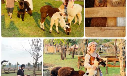 NÔNG TRẠI LẠC ĐÀ ALPACA FARM GIA LAI