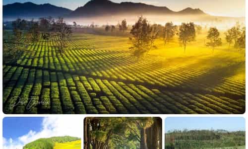 BIỂN HỒ CHÈ - BỨC TRANH XANH GIỮA TÂY NGUYÊN ĐẠI NGÀN