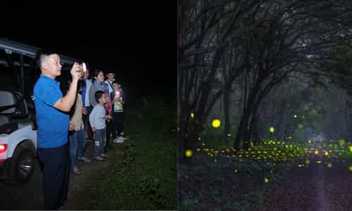 Trải Nghiệm Có Một Không Hai: Tour Đêm Cúc Phương Chờ Bạn Khám Phá