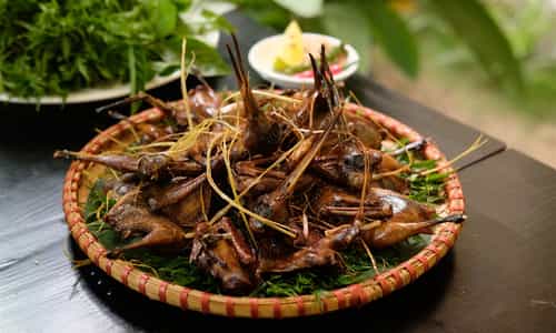 Khám phá đặc sản "Chim To Dần" Hà Nam - Đến ngay Nhà Hàng Lê Quý vẹn nguyên hương vị truyền thống