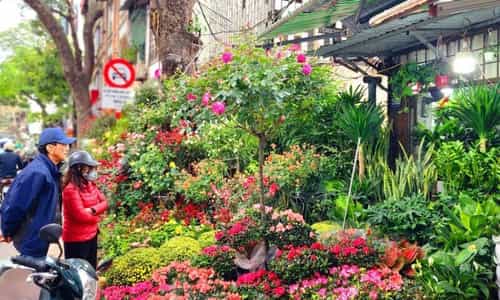 Mùa Xuân Rộn Ràng: Trải Nghiệm Sắc Màu 4 Chợ Hoa Khắp Hà Nội
