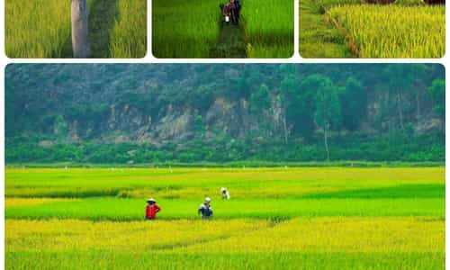 VẺ ĐẸP THƠ MỘNG CỦA CÁNH ĐỒNG LÚA QUÊ HƯƠNG