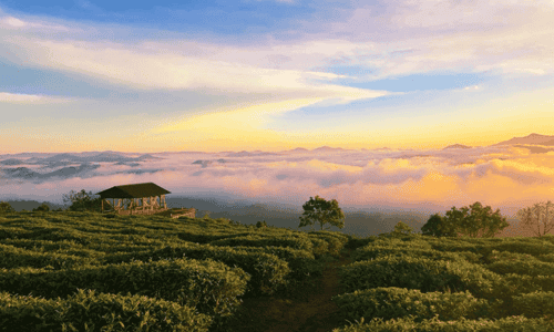 Discover Cau Dat Tea Hill - A Peaceful Place In Dreamy Da Lat