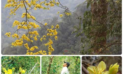 VẺ ĐẸP CỦA HOA MAI RỪNG