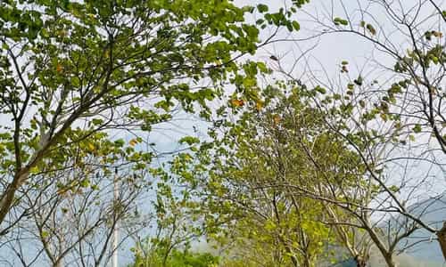 MAI CHÂU-ĐIỂM ĐẾN CỦA SỰ BÌNH YÊN