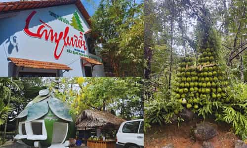 Bưởi Tươi Ngon Từ Làng Bưởi Tân Triều: Quà Tặng Ý Nghĩa Dịp Lễ