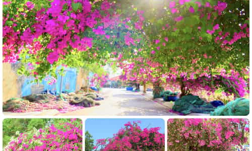 CON ĐƯỜNG HOA GIẤY Ở NHA TRANG