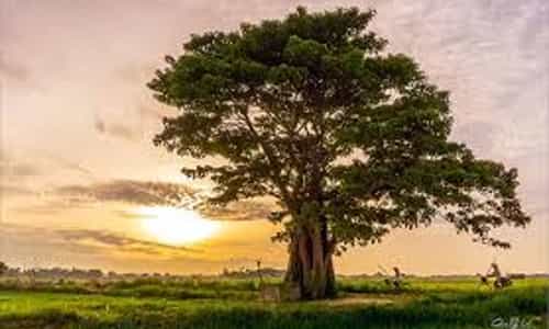 Hành Trình Đến Làng Hà Cảng: Những Cảnh Đẹp Không Thể Bỏ Lỡ