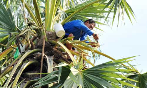 Khám Phá Hương Vị Độc Đáo Của Thốt Nốt – Đặc Sản Vùng Đất An Giang