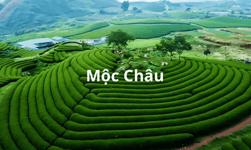 Mộc Châu - một vùng ngọt ngào và thơm mùi cỏ