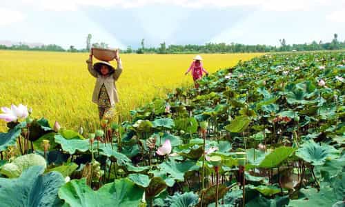5 địa điểm du lịch không nên bỏ lỡ khi đến Đồng Tháp