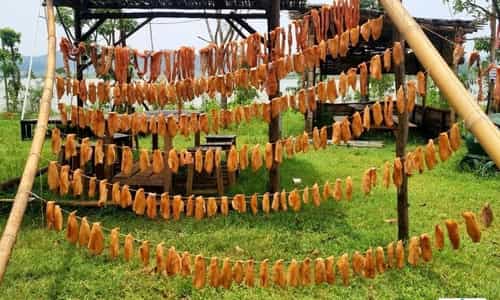 Cá một nắng - Đặc sản làng Mô