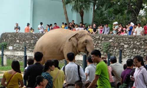 Vườn Bách Thú Hà Nội: Trải Nghiệm Thiên Nhiên Gần Gũi Và Đầy Hấp Dẫn