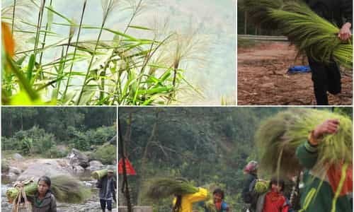 Mùa thu hoạch "lộc trời" trên núi Minh Hóa - Quảng Bình