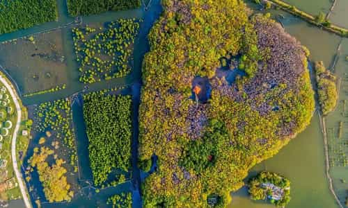 Dạo bước giữa những cánh rừng ngập mặn Rú Chá – Trải nghiệm thiên nhiên Huế