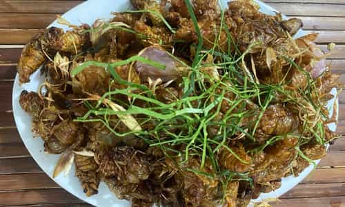 Bạn Có Dám Thử Thách Vị Giác Với Đặc Sản Ve Sầu Chiên Giòn Bình Phước?