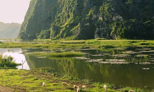 Dive into the peaceful and poetic beauty of Dam Van Long - Ninh Binh