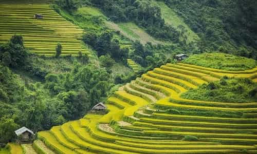 Hong Thai's Golden Season: A Perfect Destination for Nature Enthusiasts