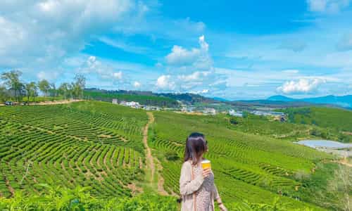 Discover Cau Dat Farm: A Green Tea Paradise in the Heart of Da Lat