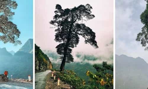 Ha Giang Lonely Tree: Mysterious Attraction To Today's Youth