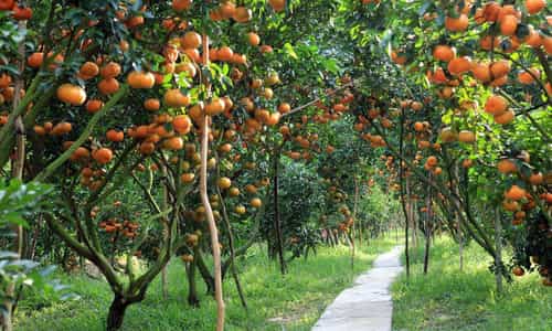 Vườn Trái Cây Vĩnh Kim Điểm Đến Không Thể Bỏ Qua
