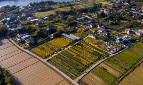 Làng Hoa Phú Mậu – Khu Vườn Sắc Màu Trong Hơi Thở Tĩnh Lặng Của Huế