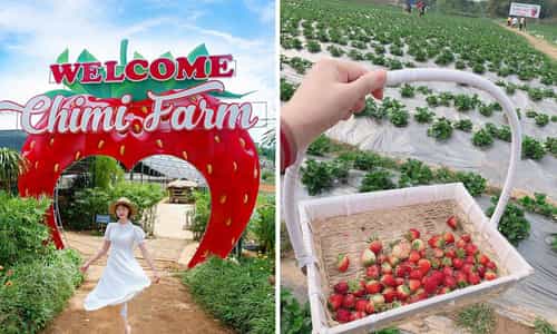 Một ngày thư giãn và khám phá tại nông trại dâu tây Chimi Farm