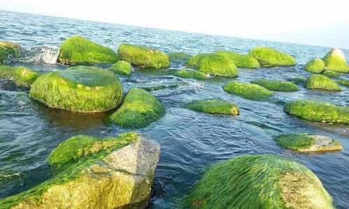 Explore Xom Ro - The most unique green moss rock village in Phu Yen.