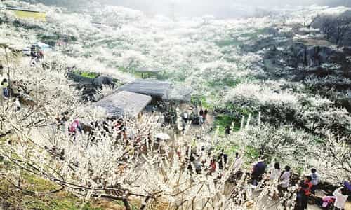 Mộc Châu và những mùa hoa