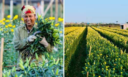 Khám Phá Làng Hoa Tây Tựu: Nơi Sắc Màu Hoa Tươi Thắm Làm Say Lòng Du Khách
