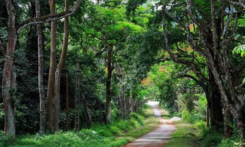 Unveiling the Secrets of Cuc Phuong National Park: An Adventurer's Guide