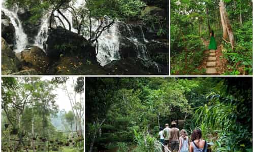 Vườn thực vật Phong Nha