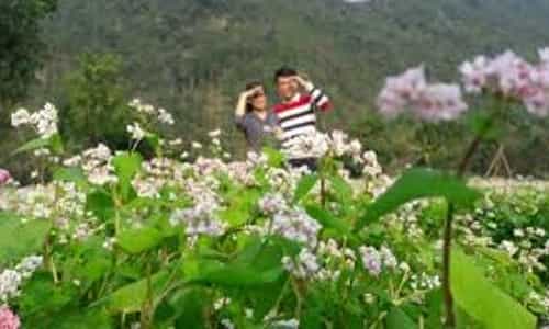 Mùa hoa tam giác mạch bung nở: Ninh Bình ‘gói’ cả Hà Giang vào lòng
