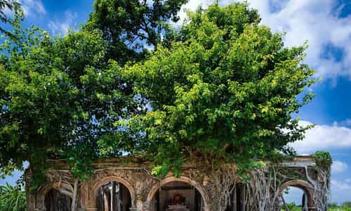Tan Dong Communal House: A Unique Architectural Marvel Embraced by Bodhi Trees