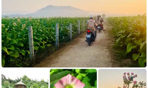 CÁNH ĐỒNG THUỐC LÁ KRÔNG PA - BỨC TRANH LÀNG QUÊ YÊN BÌNH