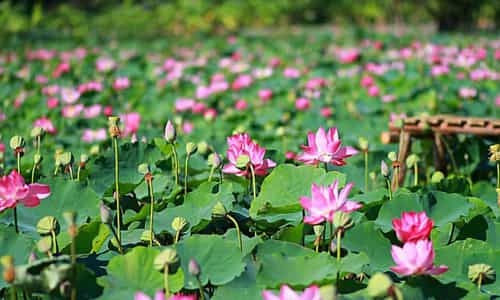 Đến Đồng Tháp thì đi đâu? Top 6 địa điểm vui chơi khi đến Đồng Tháp