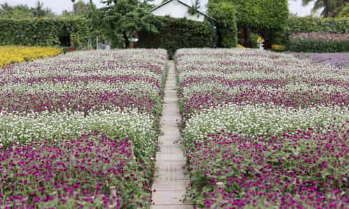Capturing Stunning Photos at Man Dinh Hong Flower Garden