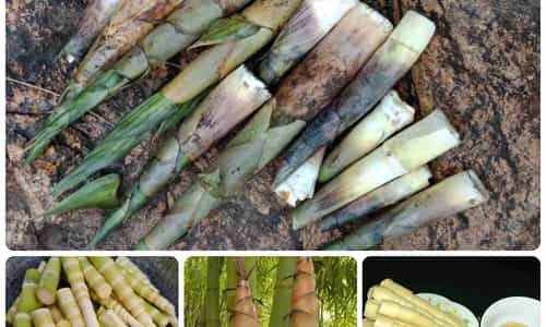 MĂNG LE - HƯƠNG VỊ VÀ KÝ ỨC QUÊ HƯƠNG