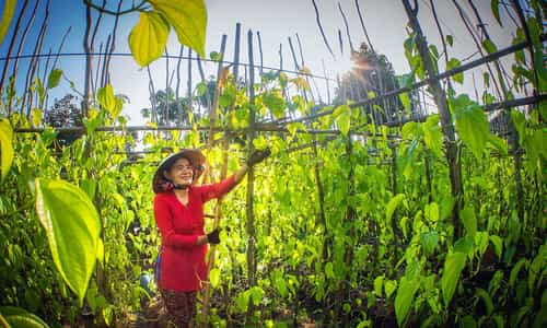 Vi Thuy Betel Village: Preserving Tradition in the Mekong Delta